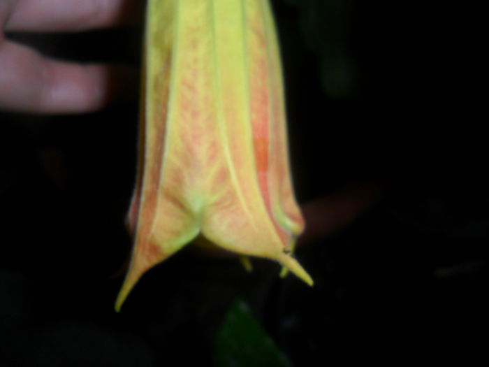 brugmansia sanguinea