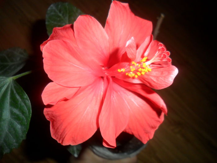 SAM_4078 - hibiscusi2015-1
