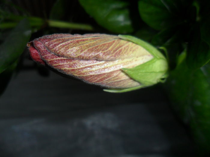SAM_4080 - hibiscusi2015-1