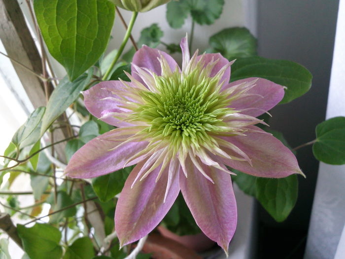 Photo3673 - 2015 Clematis