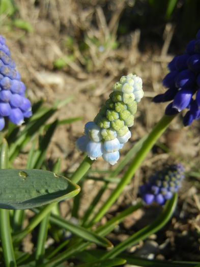 Muscari Peppermint (2015, April 10)