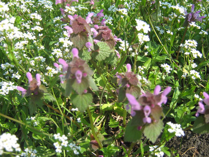 Picture My plants 2707