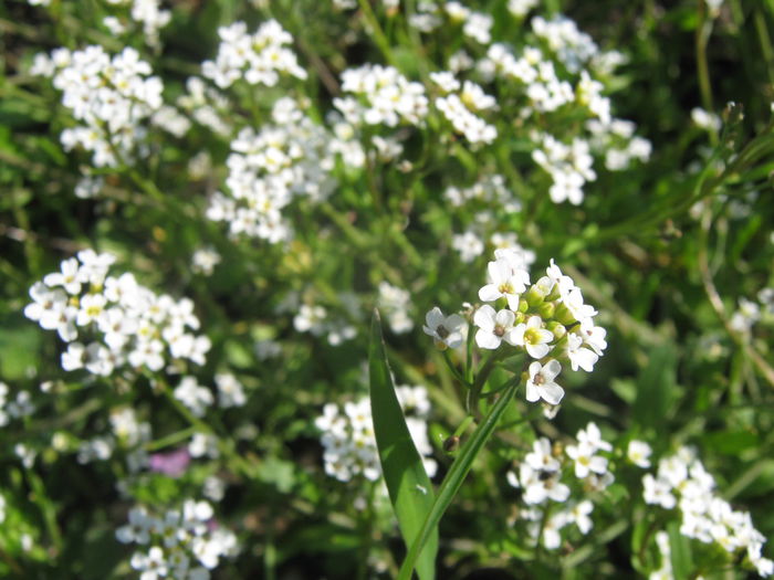 Picture My plants 2708