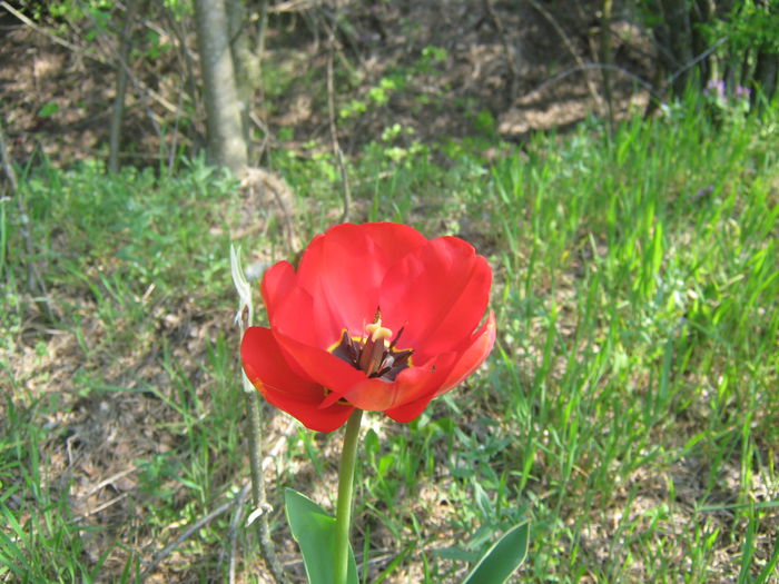 Picture My plants 2717