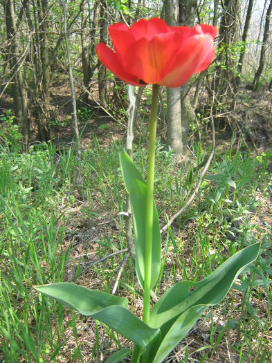 Picture My plants 2719