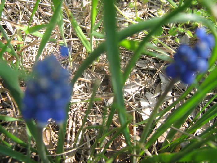 Picture My plants 2722 - Paste fericit in natura-2015