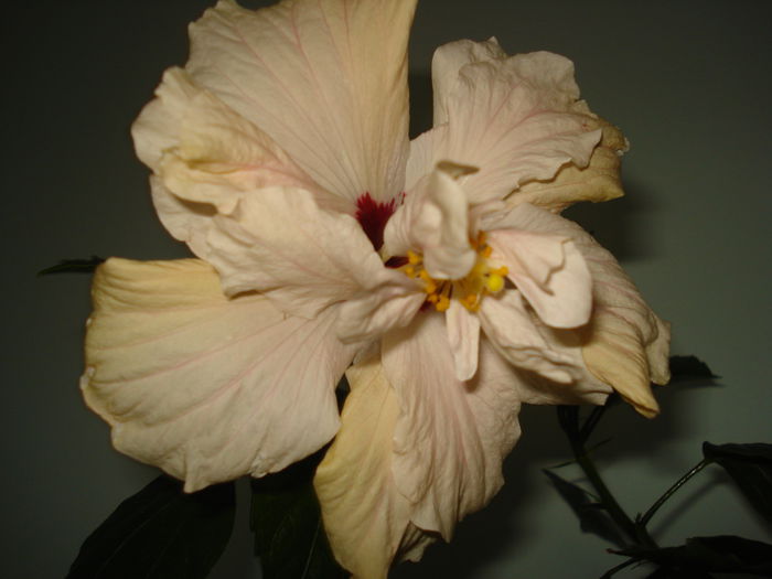  - HIBISCUS 2015