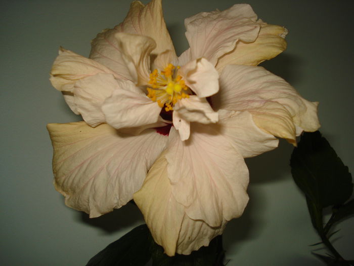 DSC00227 - HIBISCUS 2015