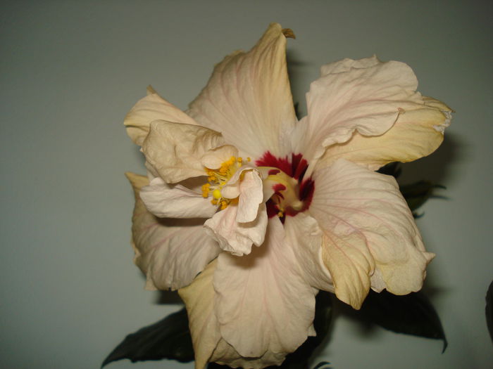 DSC00220 - HIBISCUS 2015