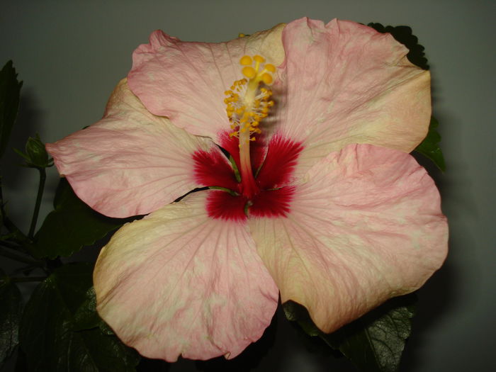 DSC00229 - HIBISCUS 2015