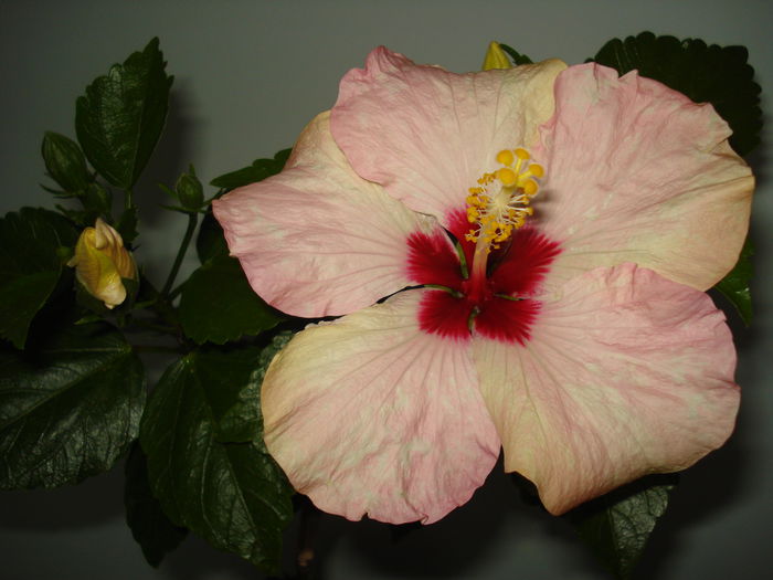 DSC00230 - HIBISCUS 2015