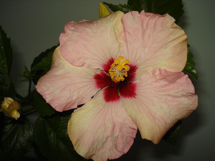 DSC00233 - HIBISCUS 2015