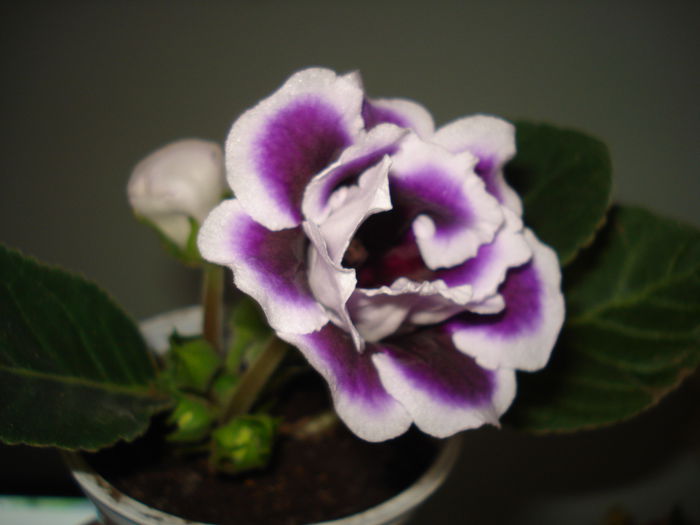 DSC00237 - GLOXINIA 2015