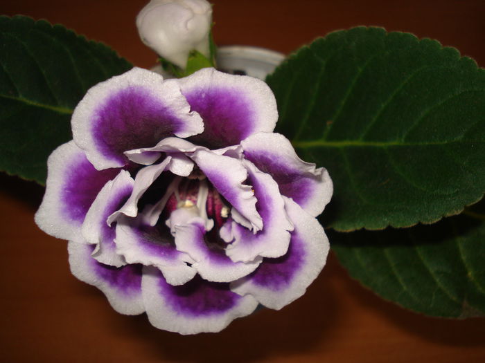 DSC00240 - GLOXINIA 2015