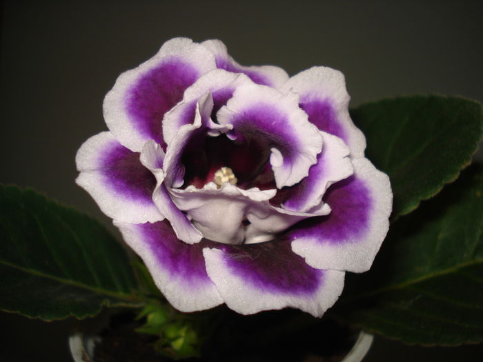 DSC00236 - GLOXINIA 2015