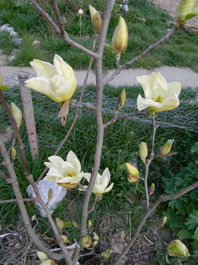 Yellow river - foarte parfumata