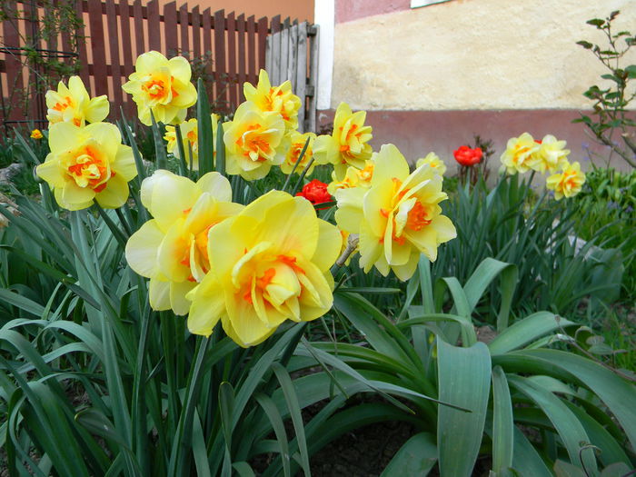 Picture 2664 - 3 Gradina 2015