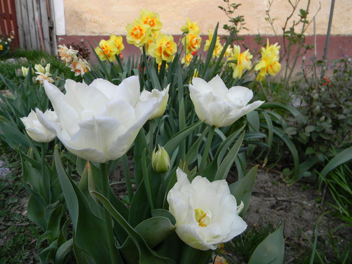 Picture 2670 - 3 Gradina 2015