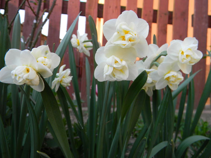 Picture 2672 - 3 Gradina 2015