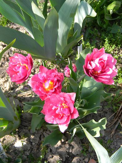 Picture 2673 - 3 Gradina 2015