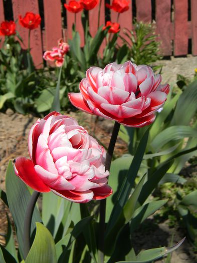 Drumline - 3 Gradina 2015