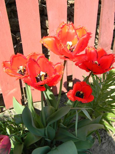 Picture 2681 - 3 Gradina 2015