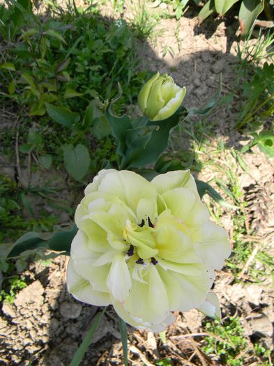 Danceline - 3 Gradina 2015