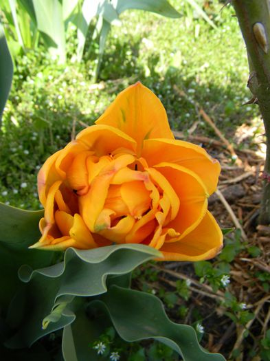 Picture 2683 - 3 Gradina 2015