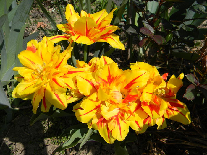 Monsella - 3 Gradina 2015