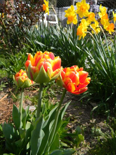 Picture 2685 - 3 Gradina 2015