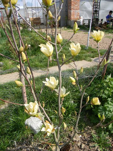 Picture 2686 - 3 Gradina 2015