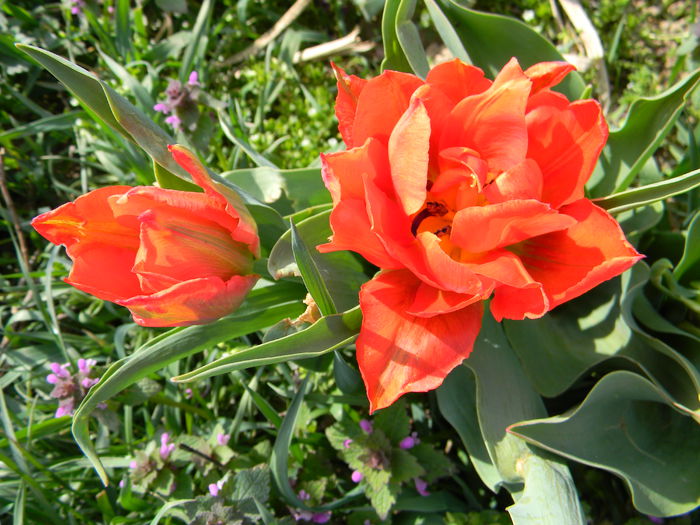 Picture 2689 - 3 Gradina 2015