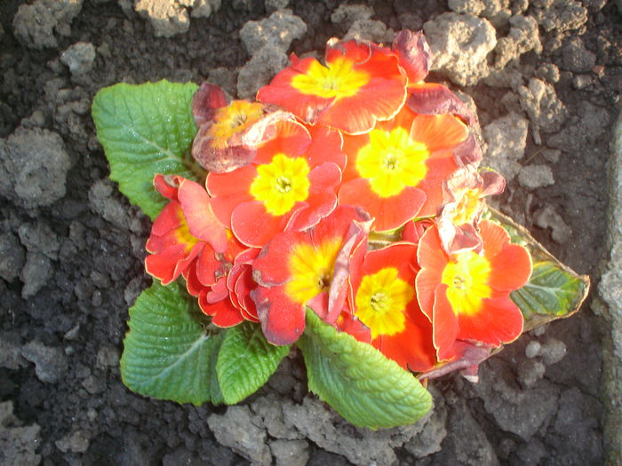 primula - Gradina casei 2015