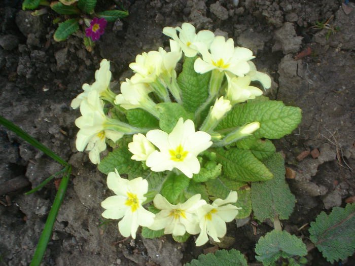 primula - Gradina casei 2015