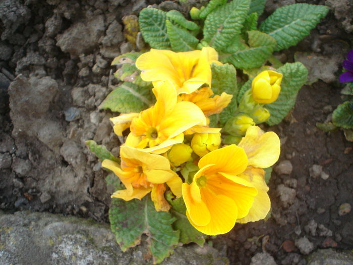 primula - Gradina casei 2015