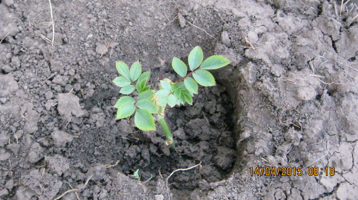 butas trandafir cadou