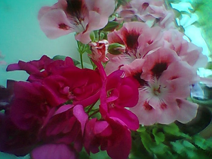 Fotogr.1980 - Flori 2015