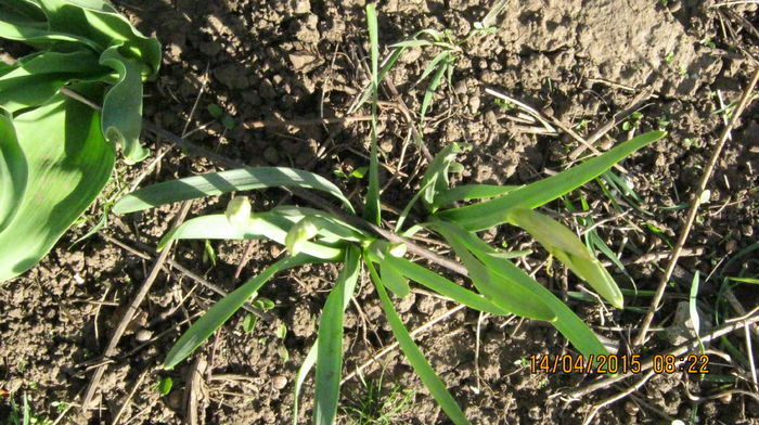 narcise albe cu 2-3 flori pe tija - aprilie