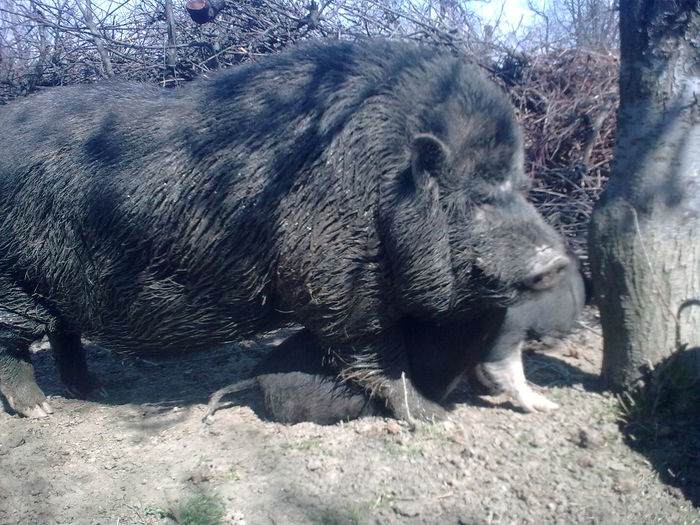 PORCI VIETNAMEZI GORJ - PORCI VIETNAMEZI fara COLESTEROL