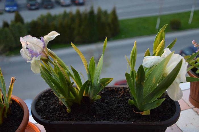 knick-knack si bright white