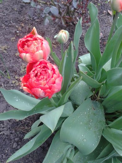 20150414_093713 - Gradina