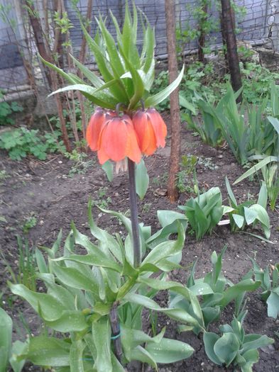 20150414_093819 - Gradina