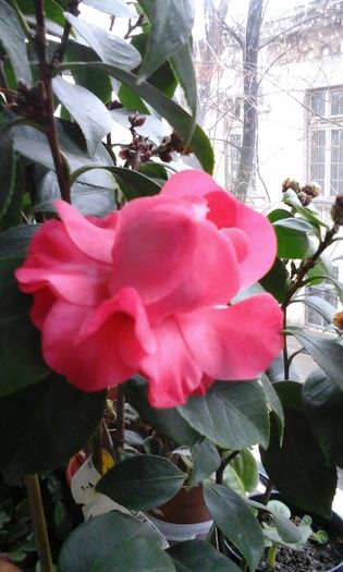 20150122_111846 - flori diverse