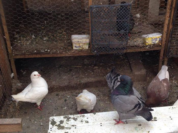 11160485_447727455384204_1119024102_n