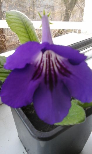 20150330_104622 - flori diverse