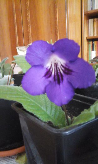 20150330_114336 - flori diverse