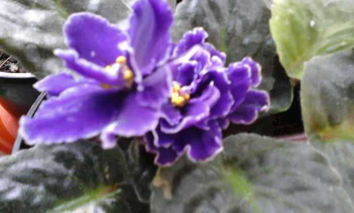 20150407_104850 - flori diverse