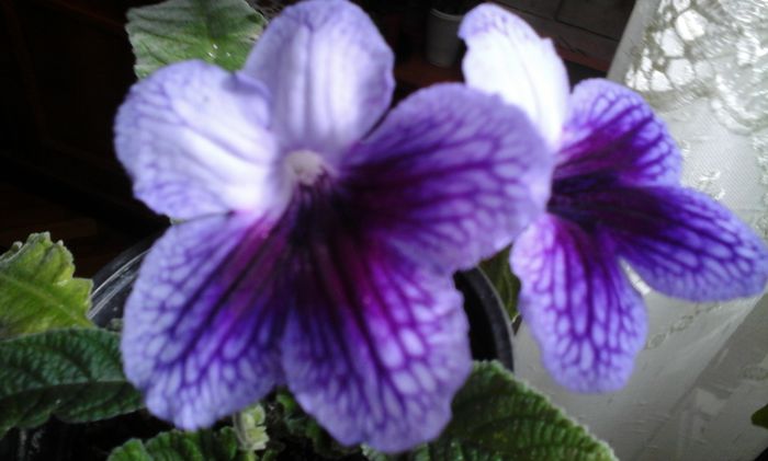 20150407_104954 - flori diverse