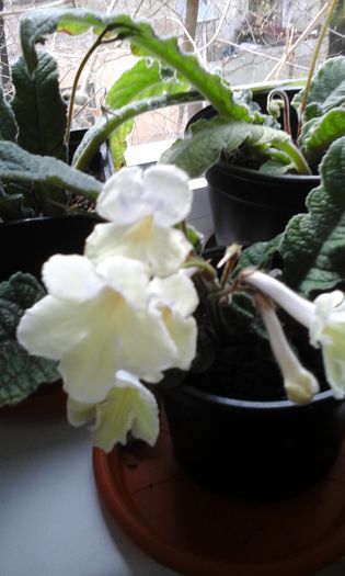 20150407_105254 - flori diverse