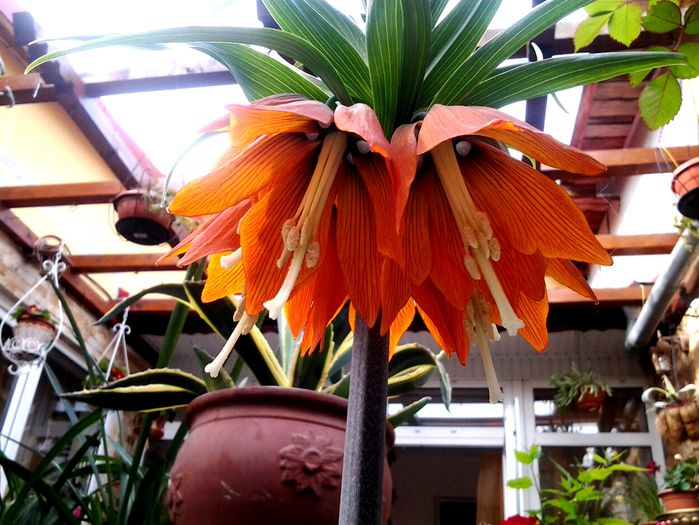 20150414_095702 - fritilarii